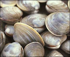 clams